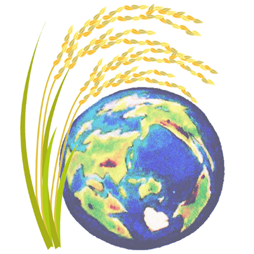 無農薬無除草剤の米作り深水法